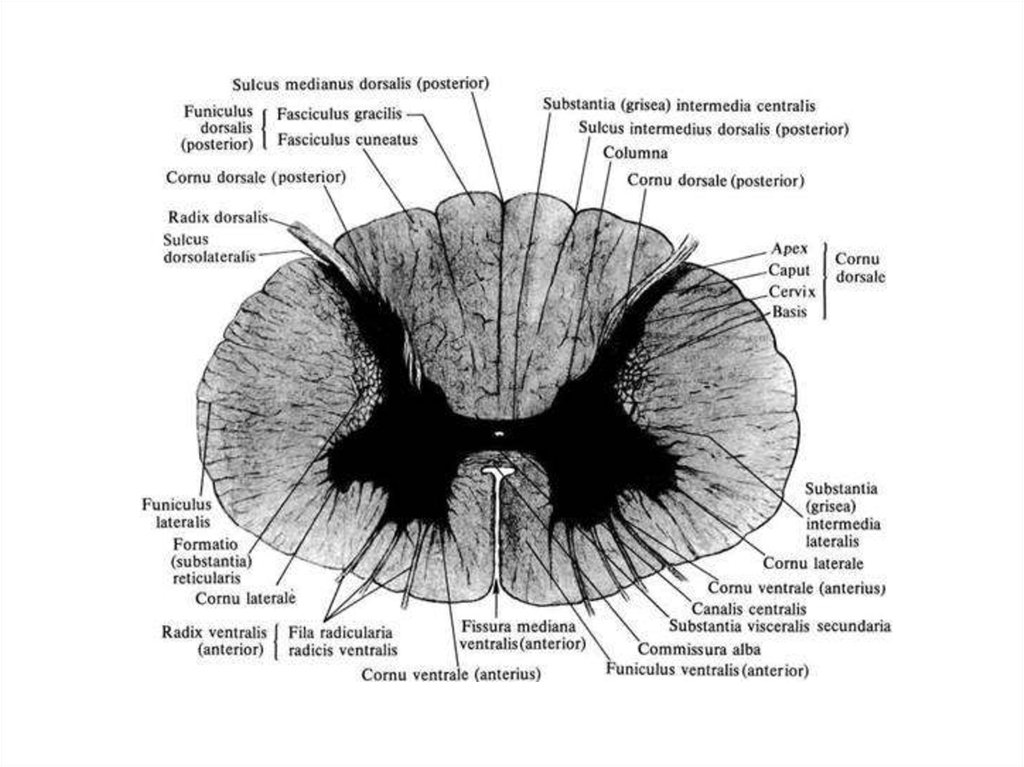 Задние рога мозга. Строение боковых Рогов спинного мозга. Структуры задних Рогов спинного мозга. Поперечный разрез спинного мозга боковые рога. Строение задних Рогов спинного мозга.