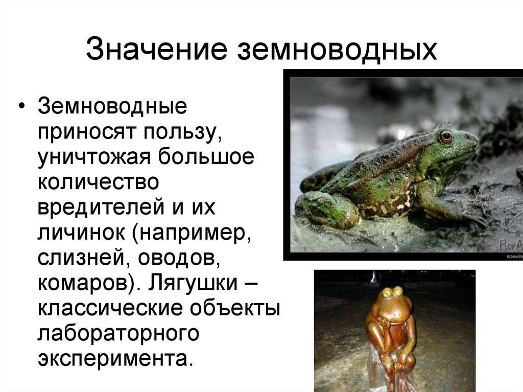 Аргументируйте вывод о происхождении земноводных. Земноводные животные 2 класс лягушка. Земноводные 2 класс окружающий мир жаба. Бесхвостые земноводные личинки. Презентация на тему земноводных.