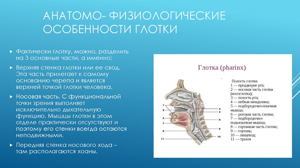 Глотка имеет стенки. Анатомия физиология глотки заболевания. Строение полости гортани. Глотка строение и функции. Глотка строение анатомия.