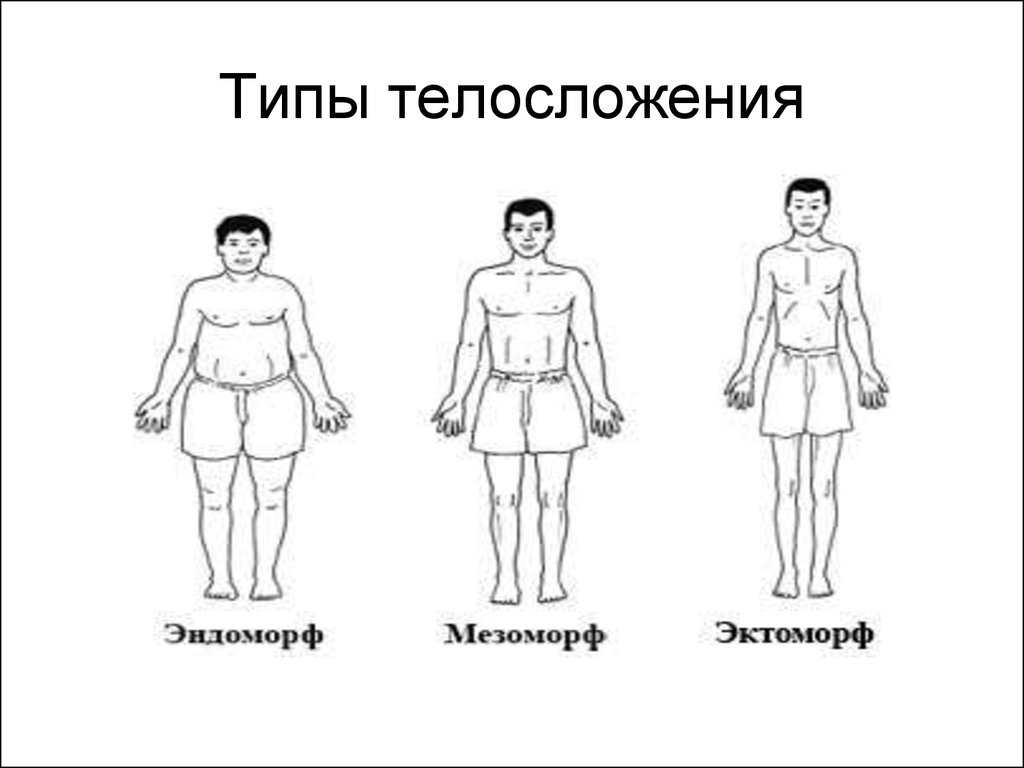 Фигура человека название. Эктоморф мезоморф и эндоморф. Три типа телосложения эктоморф. Типы телосложения человека эктоморф мезоморф эндоморф. Три основных типа телосложения.