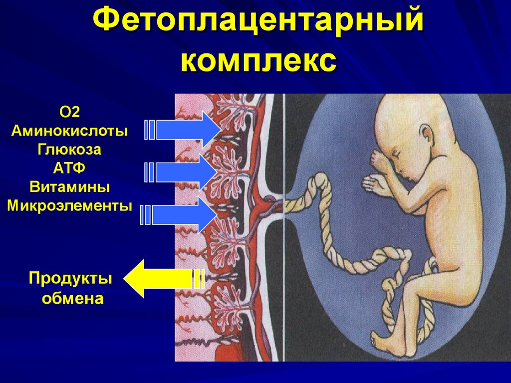 Фетоплацентарная система презентация