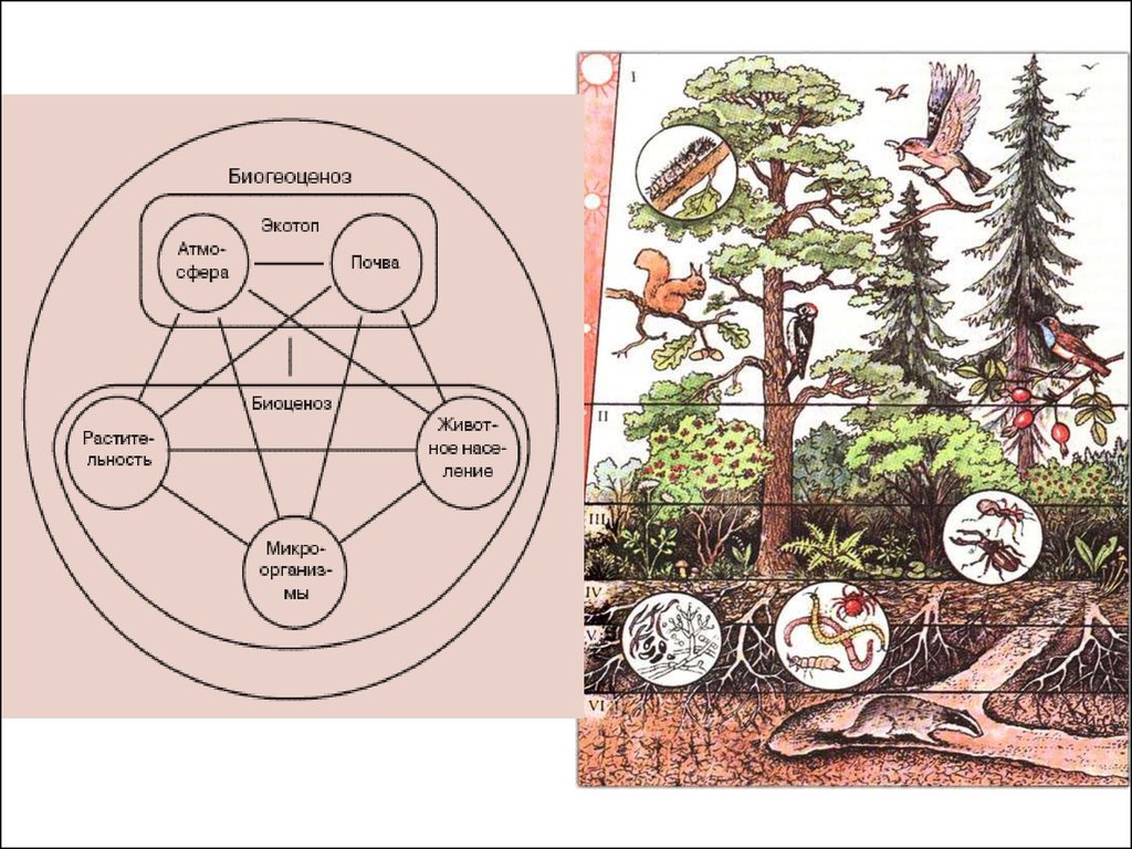 Биоценоз леса пример