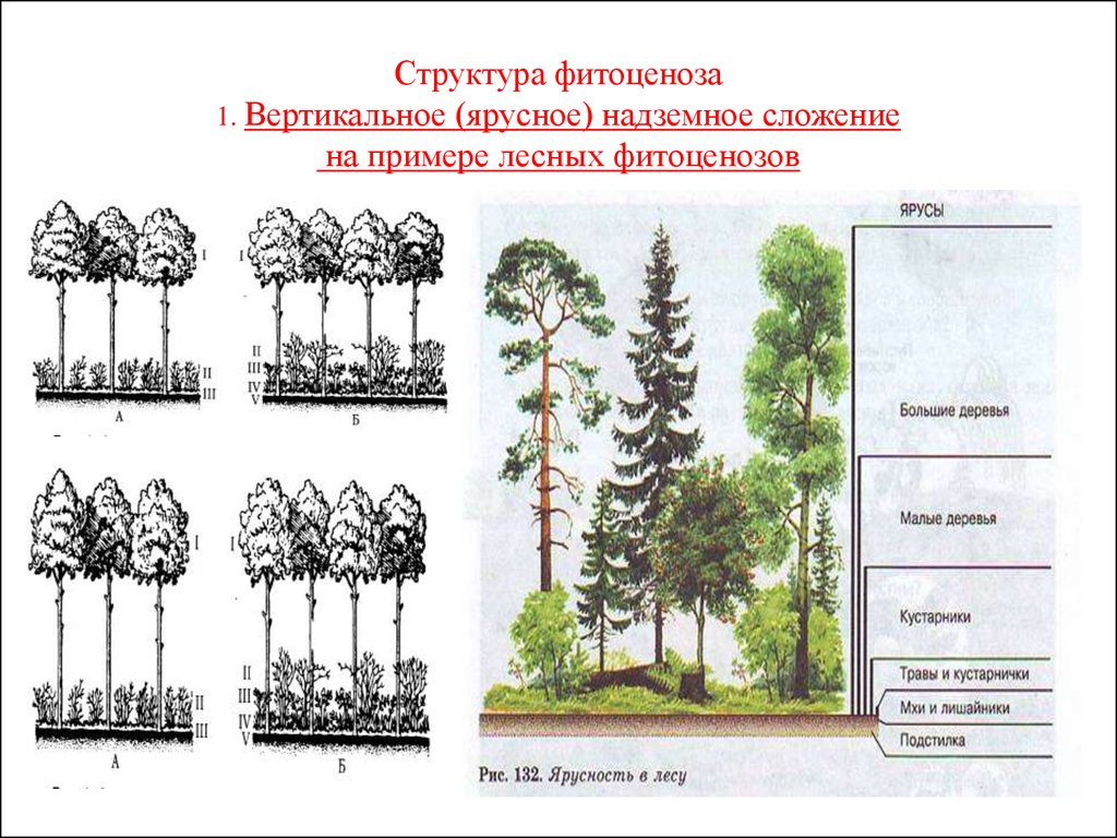 Структура растительного сообщества 7 класс тест биология. Ярусность леса фитоценоз. Ярусность фитоценоза. Ярусность лесного биоценоза. Ярусность растительного сообщества схема.