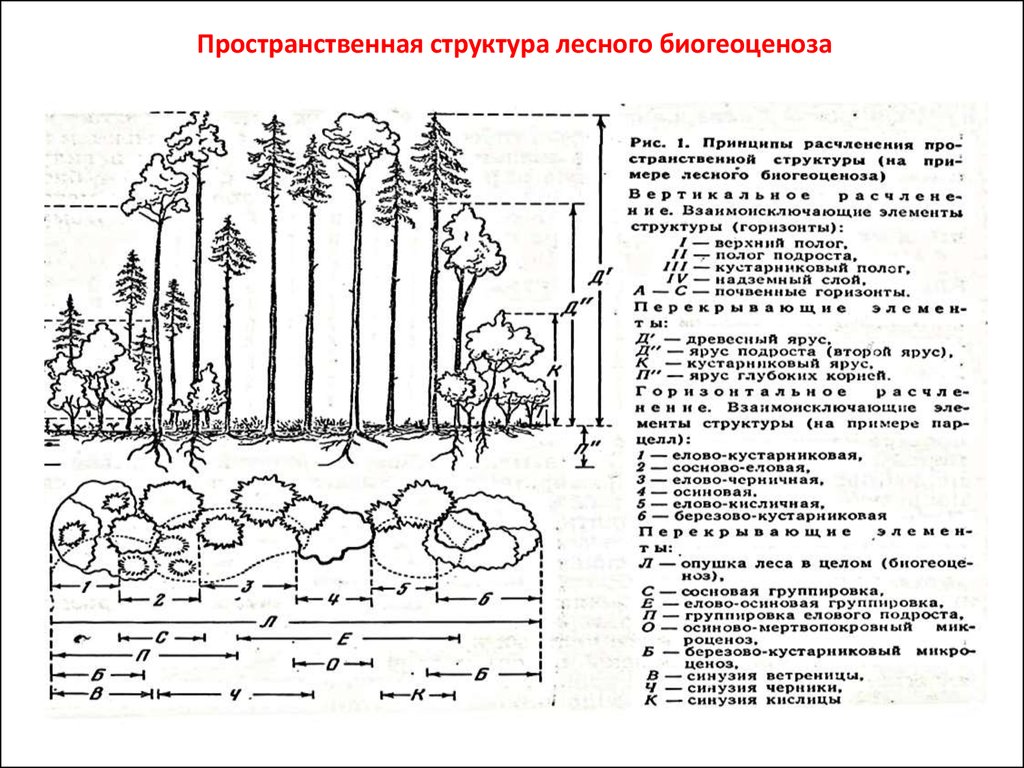 Биология 7 класс тема структура растительного сообщества. Ярусная структура Лесной экосистемы. Пространственная структура биоценоза тайги. Пространственная структура соснового Бора. Схема ярусное строение лесного биогеоценоза.