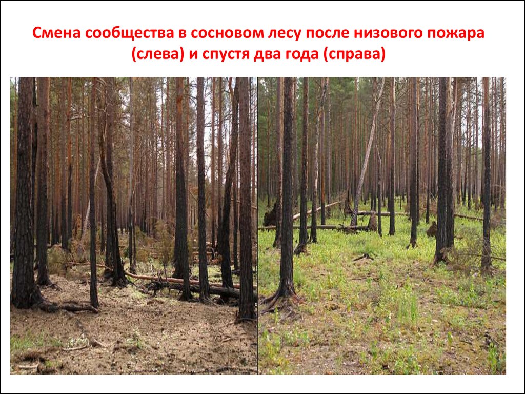 Вторичная сукцессия после пожара. Лесная сукцессия. Сукцессия после пожара в лесу. Восстановление леса после пожара. Восстановление лесов после пожаров.