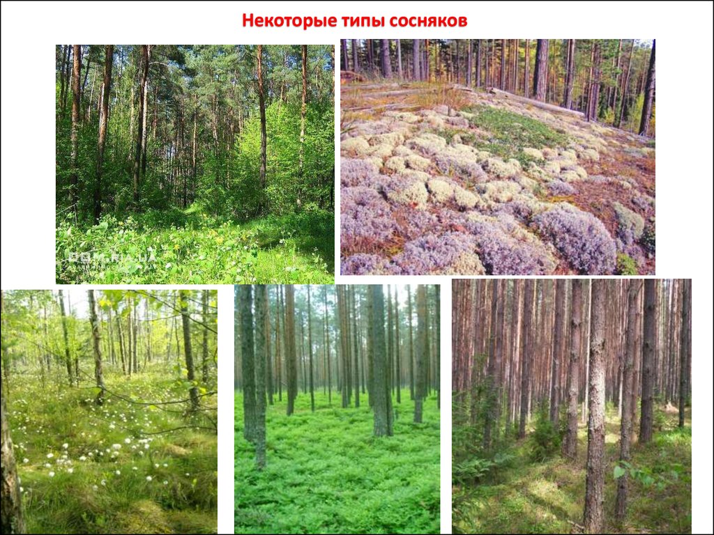Лес видовое разнообразие. Биоразнообразие лесов. Видовое разнообразие леса и сада. Биоразнообразие русских лесов картинки.