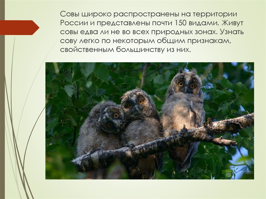 Сколько лет живут совы. Совы на территории России. Сова где обитает природная зона. Сколько живут Совы. Признаки отряда Совы.