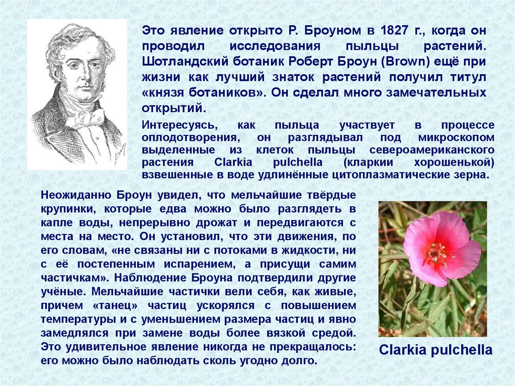 Этот ученый открыл явление непрерывного беспорядочного движения. Броун физик 1827. В 1827 Броун проводил исследования пыльцы растений.