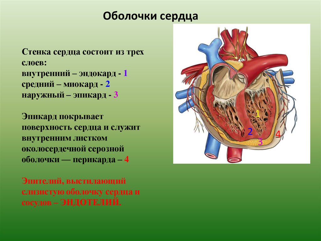 3 околосердечная сумка. Стенки сердца эндокард. Сердце строение оболочки топография сердца. Строение сердца 3 слоя. Миокард перикард эндокард.