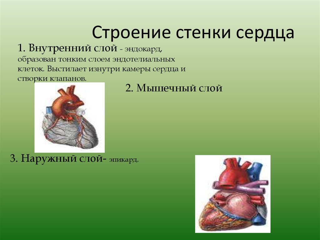 Сердце образовано клетками. Особенности строения камер сердца. Стенки сердца. Камеры сердца выстланы. Сердце анатомия.