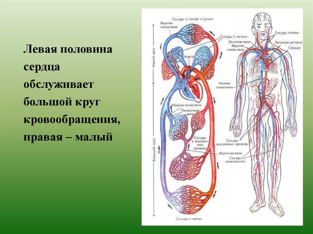 Кровообращение человека последовательность. Схема большого круга кровообращения у человека. Большой круг кровообращения анатомия человека. Сосуды малого круга кровообращения схема. Кровеносная система человека круги кровообращения ЕГЭ.
