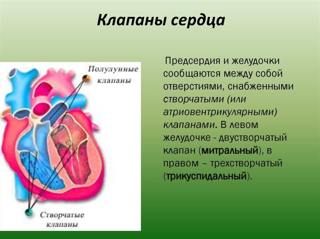 От левого предсердия к легким. Клапаны сердца правое предсердие. Сердце желудочки и предсердия клапаны. Клапаны отделяющие предсердия от желудочков. Между предсердиями и желудочками сердца имеются клапаны.