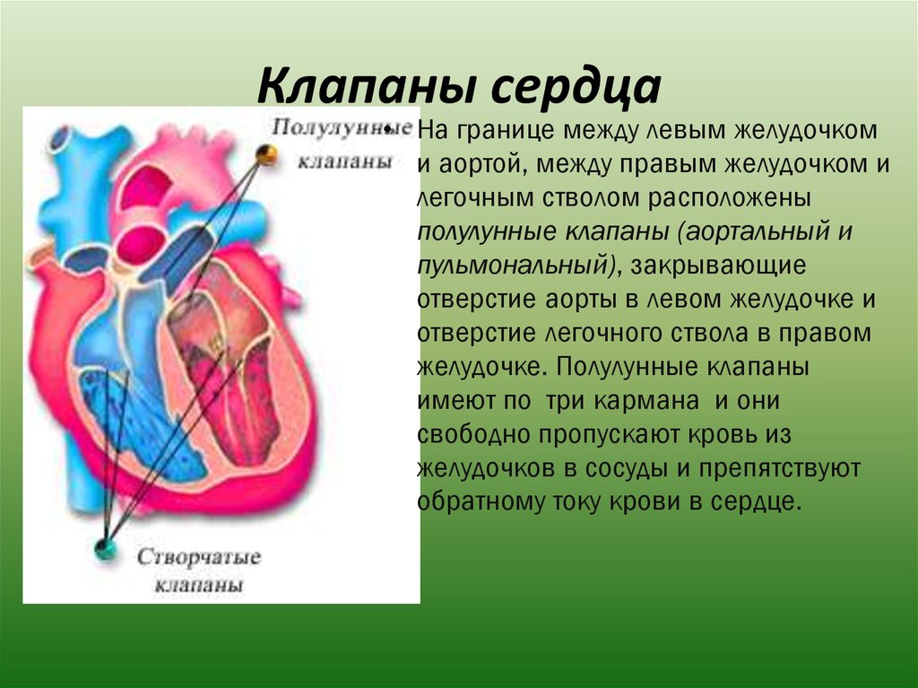 Насколько сердце. Сердце анатомия полулунные клапаны. Полулунные клапаны сердца функции. Полулунные клапаны сердца расположены. Створчатые клапаны сердца.