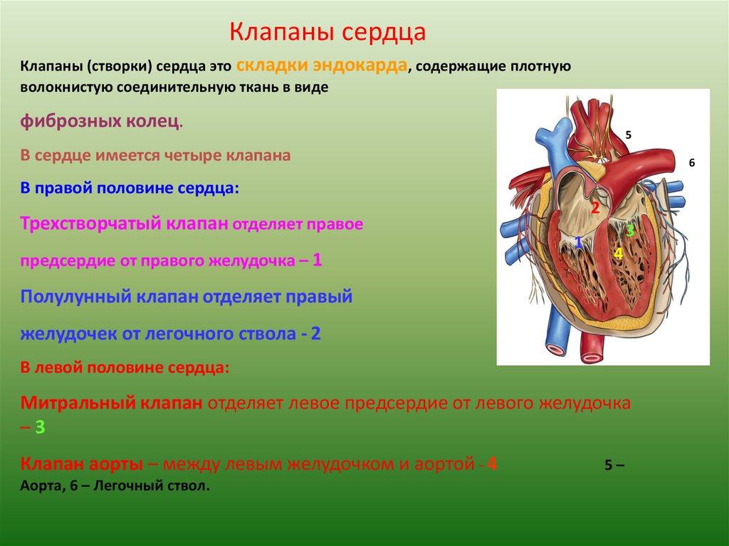 Какую функцию выполняют створчатые клапаны. Клапаны сердца. Сердечный клапан. Сердце анатомия. Роль клапанов сердца.