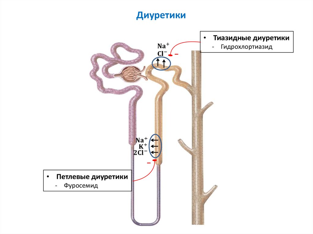 Тиазидные диуретики. Механизм петлевых диуретиков. Механизм действия петлевых диуретиков. Механизм действия тиазидных диуретиков. Петлевые диуретики механизм действия.