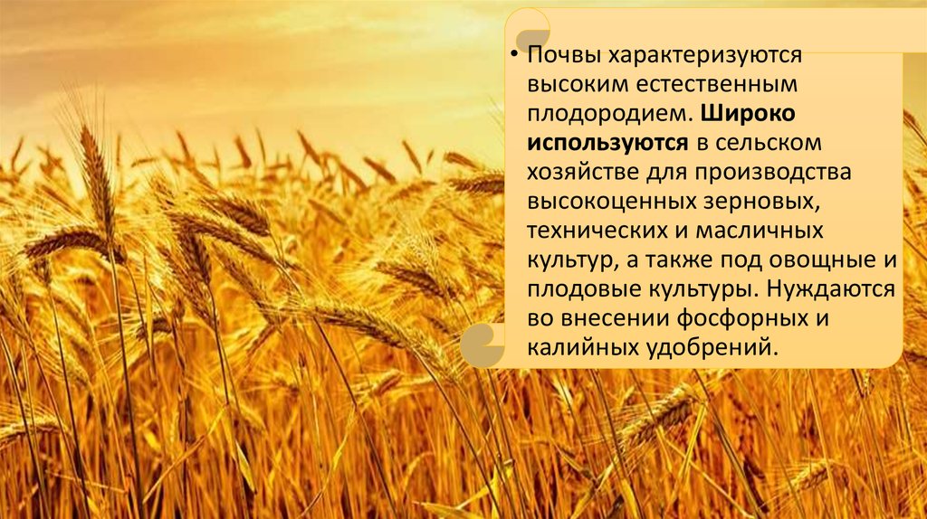 Используется в сельском хозяйстве в. Роль чернозема в сельском хозяйстве. Какие почвы используются в сельском хозяйстве. Распределите культуры зерновые технические. Плодородие в сельского хозяйства.