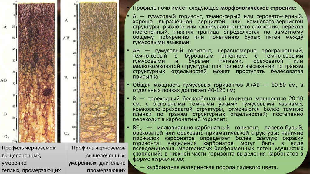 Гумусовый горизонт. Профиль почвы чернозема выщелоченного. Черноземы оподзоленные почвы профиль. Строение почвенного профиля черноземы выщелоченные. Морфологическое строение профиля черноземов выщелоченных.