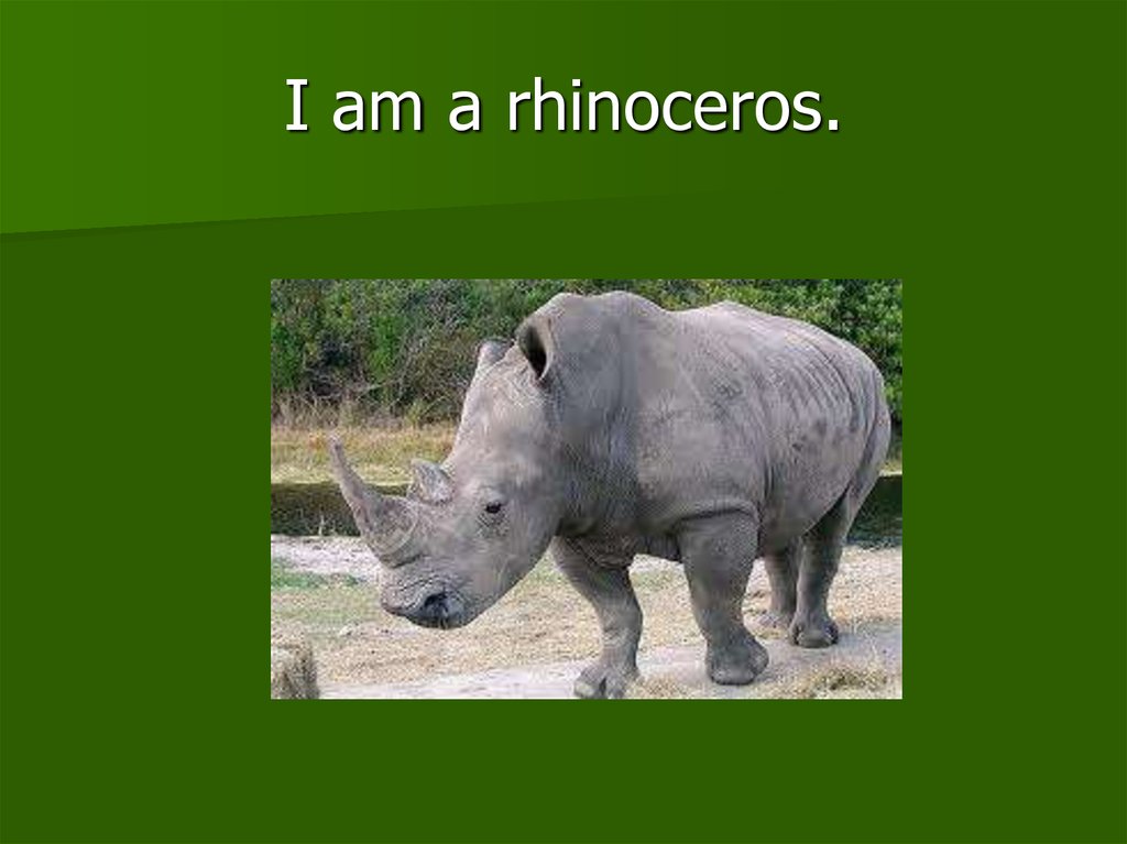 I am a rhinoceros.