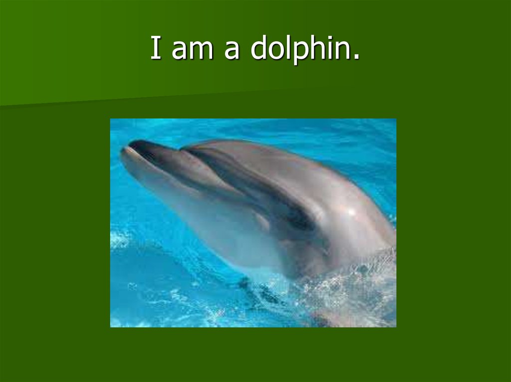 Загадка про дельфина. Загадка о дельфине. Загадки про дельфинов. Язык дельфинов.