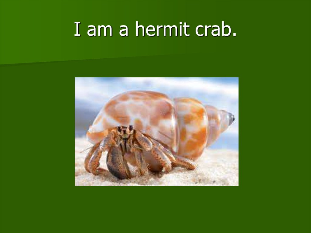 I am a hermit crab.