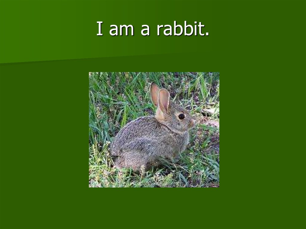 I am a rabbit.