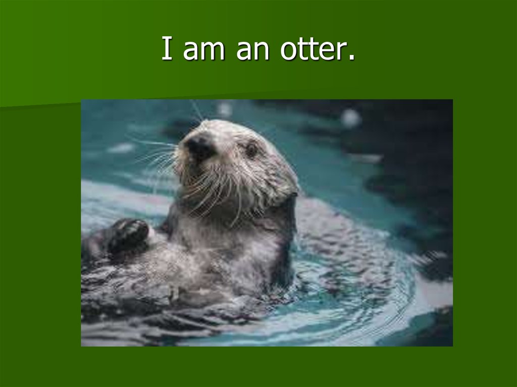 I am an otter.