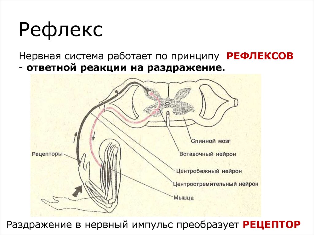 Рефлекторные боли. Рефлекс нервная система. Рефлекторный принцип нервной системы. Система рефлексов. Рефлекторная деятельность нервной системы.