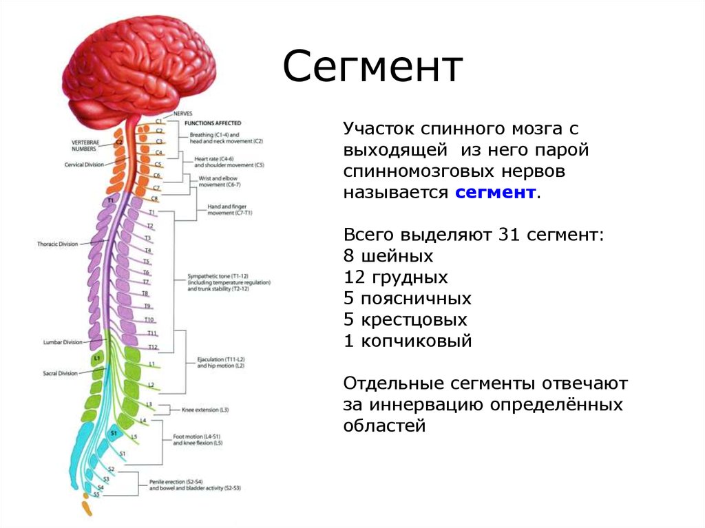 Спинной мозг понятие. Структурно-функциональная единица спинного мозга. Сегментарное строение спинного мозга. Строение спинного мозга 1 сегмент. Сегменты s1 s2 спинного мозга.