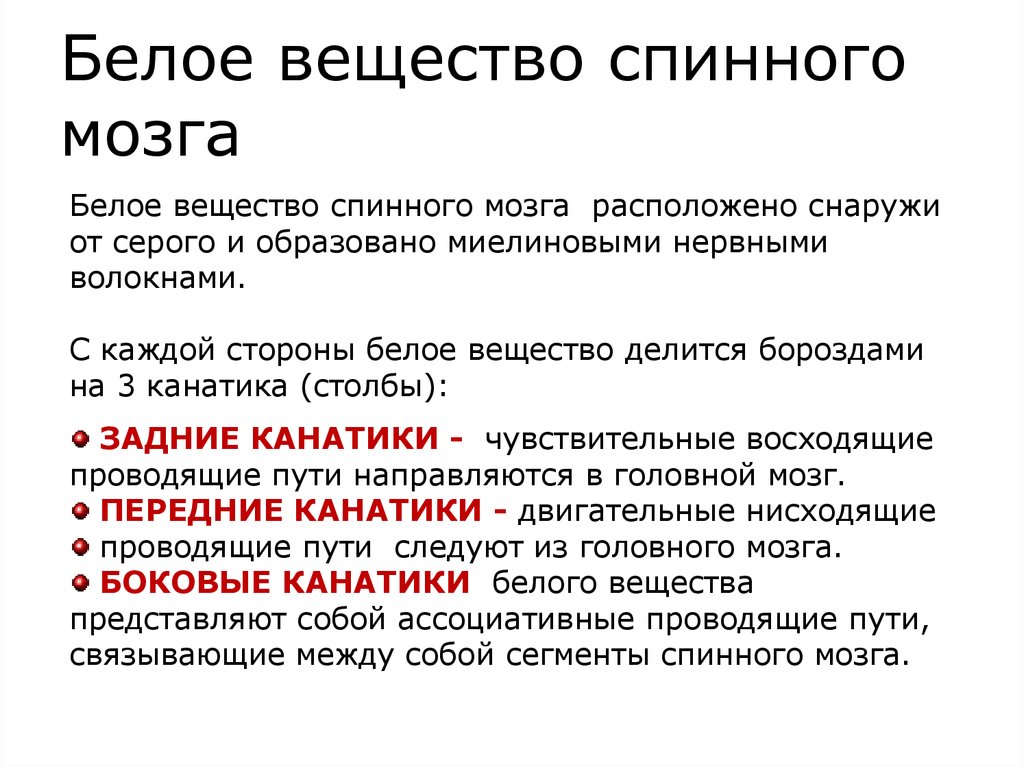 Белое вещество мозга образованная. Белое вещество спинного мозга. Белое вещество спинного. Белое вещество спинного мозга состоит. Белое вещество спинного Мока.