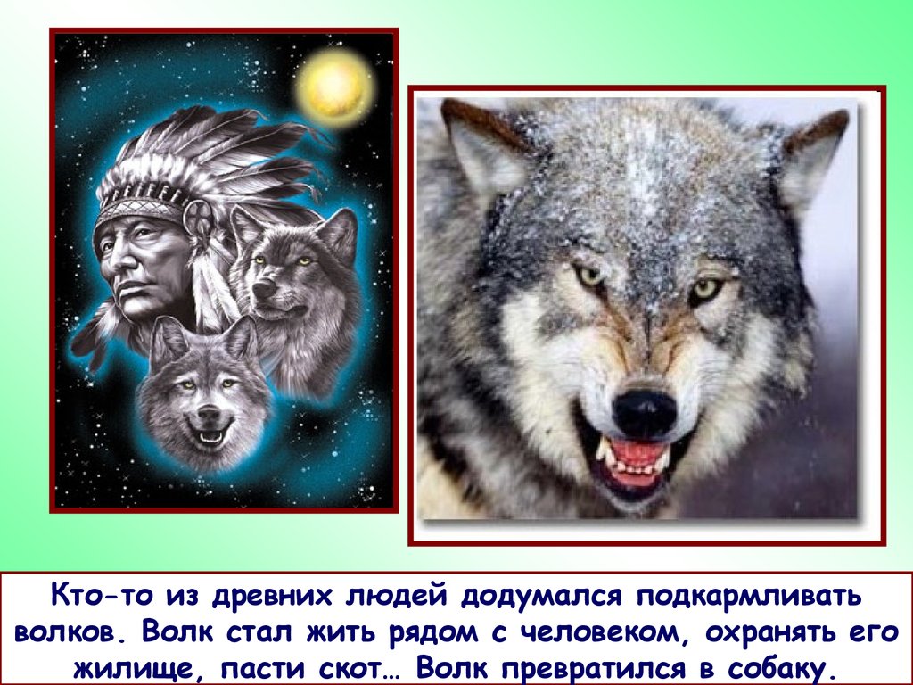 Стань волком. Превращение волка в собаку. Однажды один разумный человек стал подкармливать Волков. Подкармливание волка.