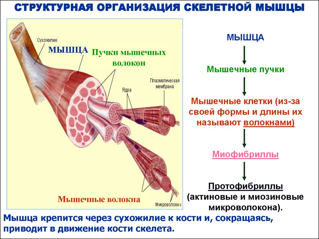 Механизм мышечной ткани