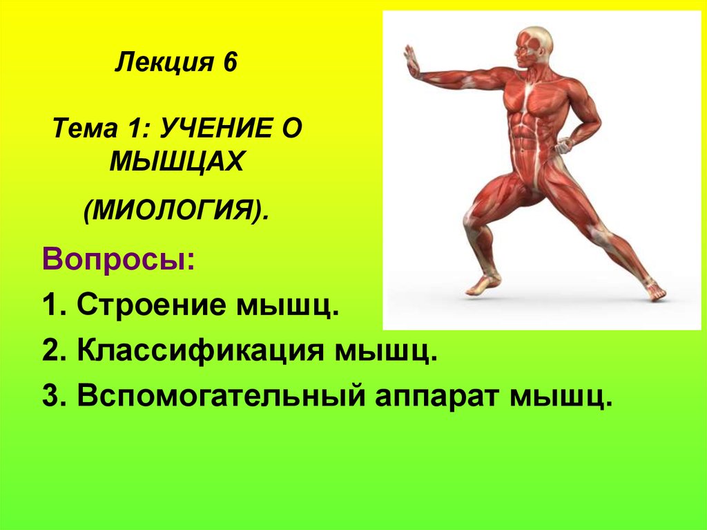 Легенды о мышцах. Учение о мышцах миология. Учение о мышцах анатомия. Презентация лекция мышцы анатомия. Глоссарий на тему мышцы.