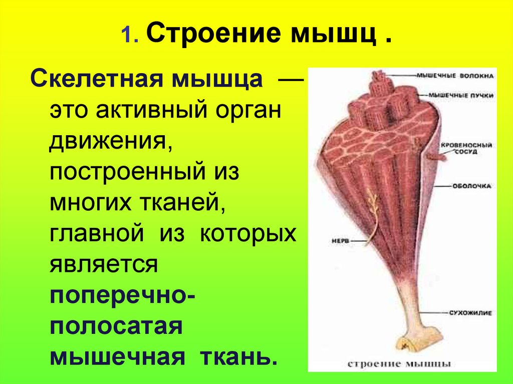 Строение мышечного чувства