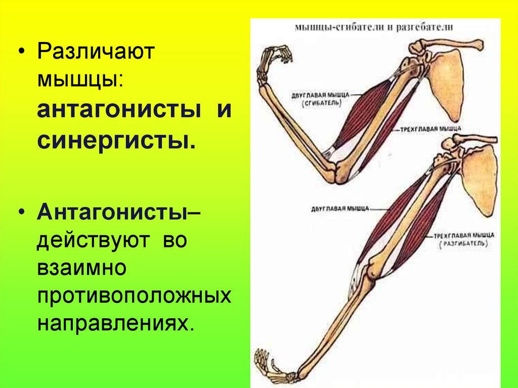 Работа мышц примеры. Агонист антагонист синергист. Работа мышц синергистов и антагонистов. Группы мышц антагонистов верхней конечности. Мышцы агонисты синергисты.