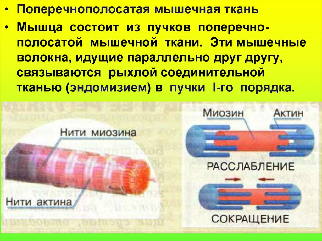 Схема строения скелетного мышечного волокна