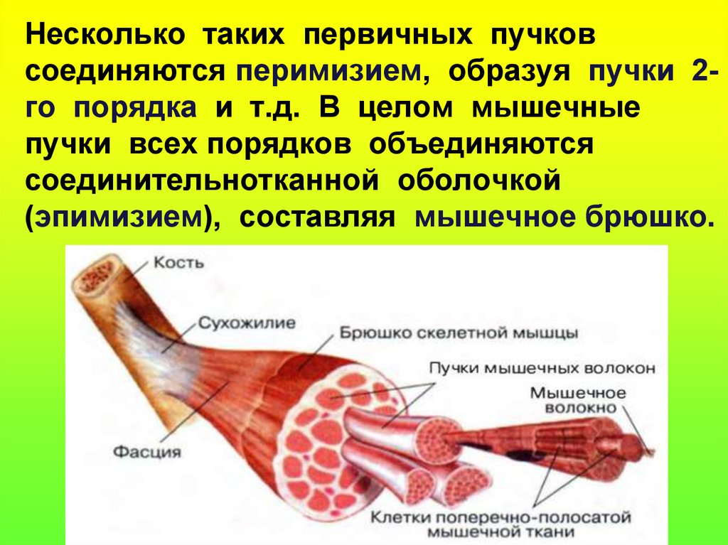 Функция соединительной ткани в мышцах