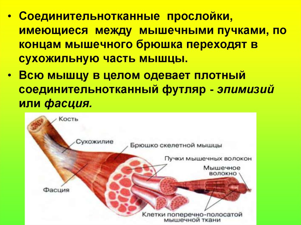 Концы мышцы. Соединительнотканные оболочки мышечных Пучков это. Соединительнотканная оболочка мышцы. Моелинителтно тканные оболочки мышц. Соединительнотканные прослойки.