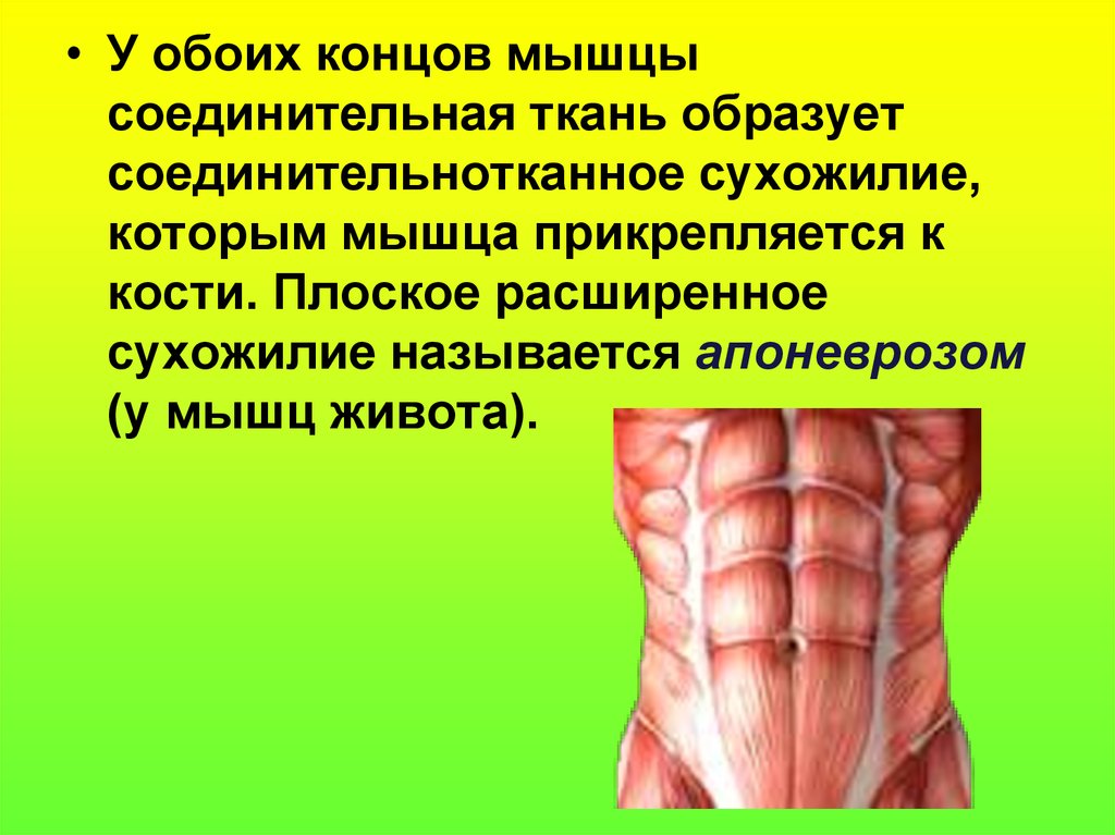 Легенды о мышцах. Соединительная ткань мышцы. Сухожилие мышцы соединительная ткань. Плоское сухожилие называется. Апоневрозом называется сухожилие мышц.