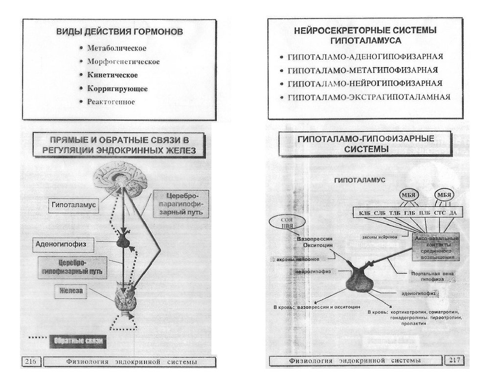 Эндокринная регуляция презентация 8 класс