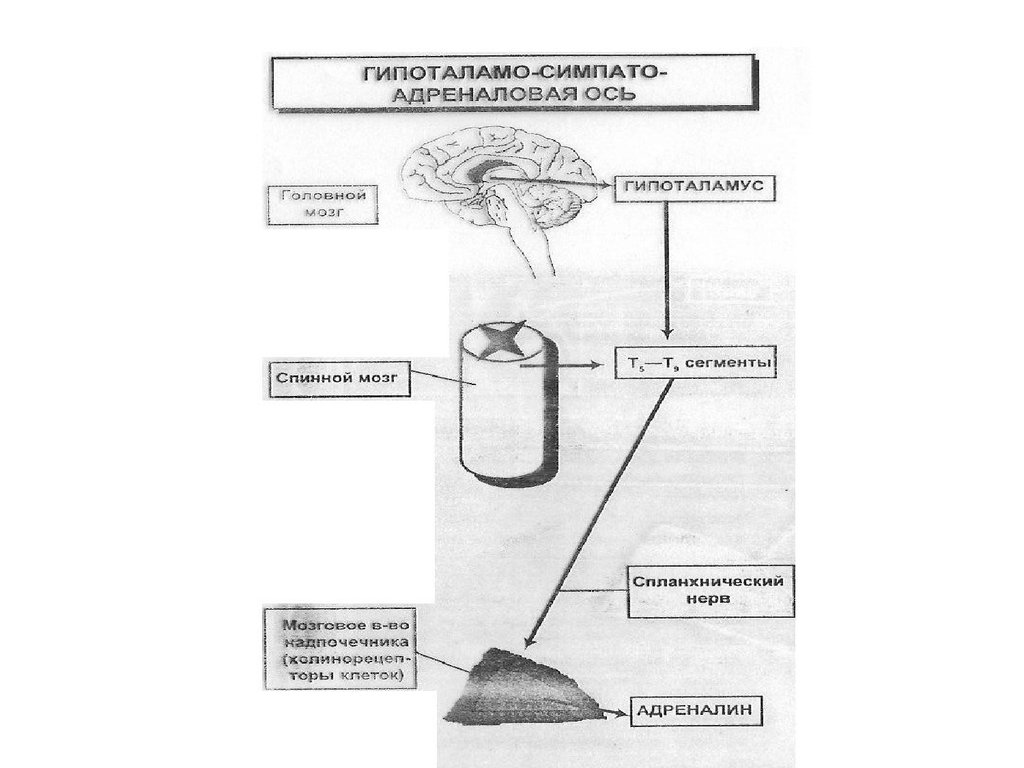 Симпатоадреналовая система схема