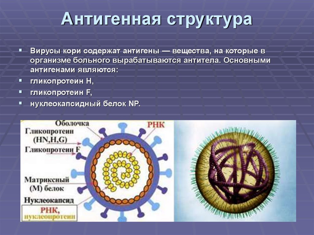 Токсины антигены. Антигенная структура вируса лейкоза КРС. Антигены вируса кори. Антигенная структура вируса кори. Строение вирусов микробиология.