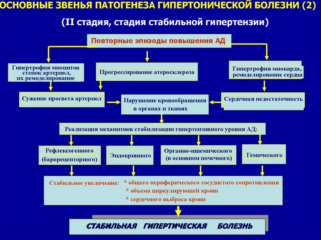 Основное звено патогенеза. Звенья патогенеза гипертонической болезни. Клеточные механизмы развития гипертонической болезни. Патогенез гипертонической болезни 3 стадии.