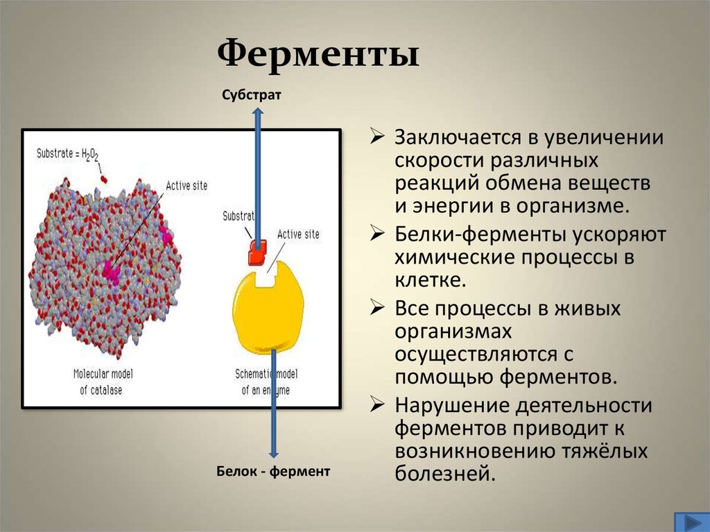 Ферменты распада белков. Ферментативные процессы в организме. Ферменты обмена веществ. Ферментативные реакции организма.