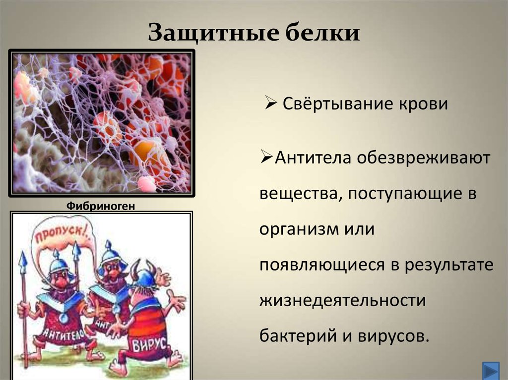 Примеры защитных белков. Защитные белки. Защитная функция белков. Защитные белки крови. Белки средства защиты организма.