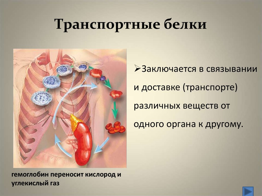 Транспортная функция белка. Транспортные белки функции. Транспортная функция белков заключается. Транспортная функция белка заключается в. Транспортные белки, переносящие гормоны..