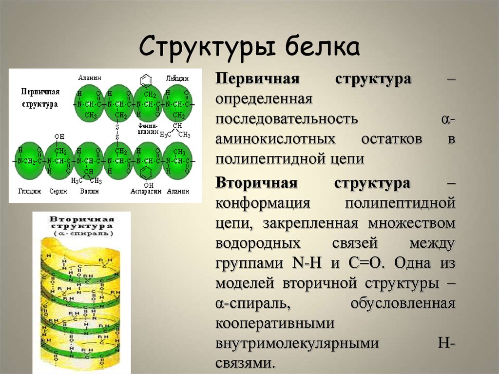 Аминокислоты в полипептидной цепи. Определение первичной структуры белка. Первичную структуру белков определяет. Структура белка последовательность аминокислотных остатков. Первичная структура белка определяется.