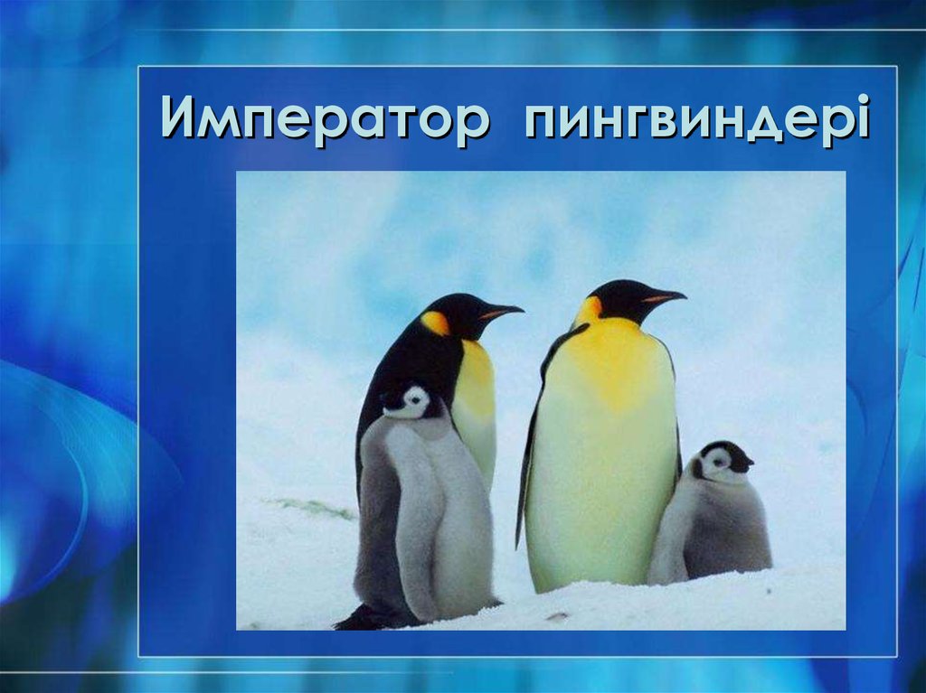 Император пингвиндері
