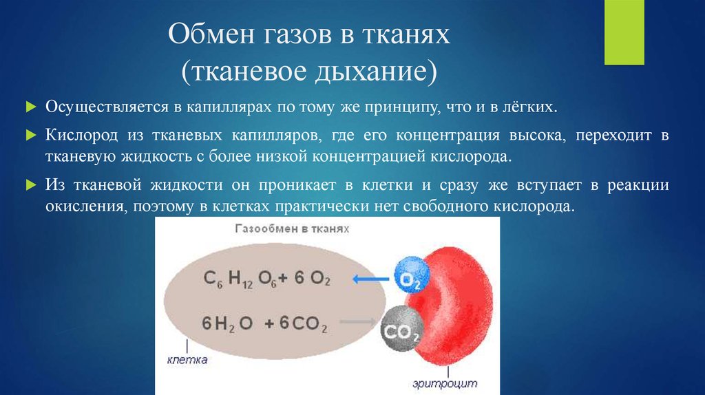 Перемещается углекислый газ из митохондрий в атмосферу. Обмен газов в тканях. Газообмен в органах и тканях. Обмен газов в крови. Кислород в тканях.