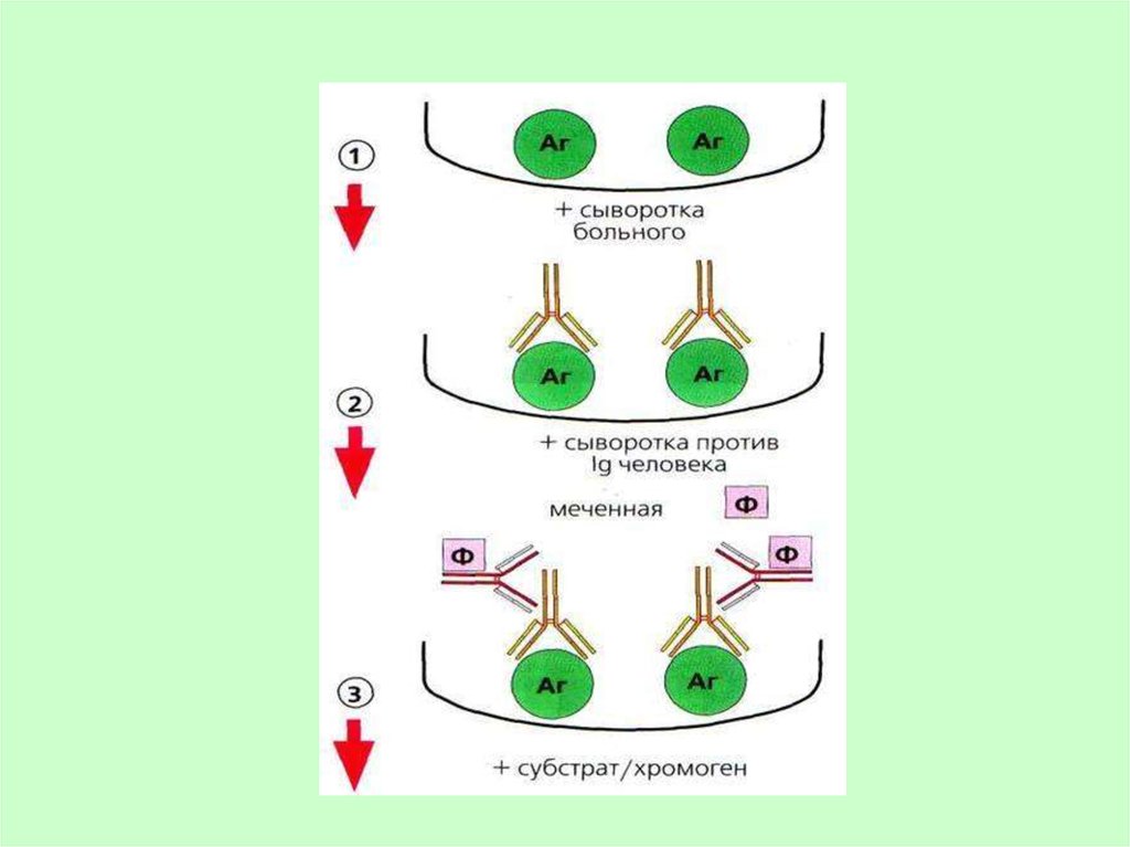 Серологические реакции рисунки