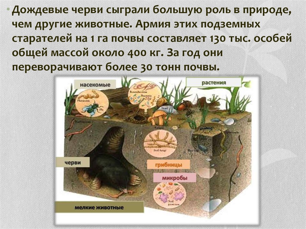 Значение червей в природе. Роль дождевого червя в почве. Роль почвы в природе. Роль дождевых червей в природе. Основная роль дождевых червей в природе.